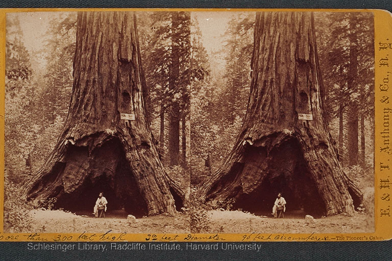 Giant sequoia or redwood trees at Mariposa and Calaveras, and possibly elsewhere in California