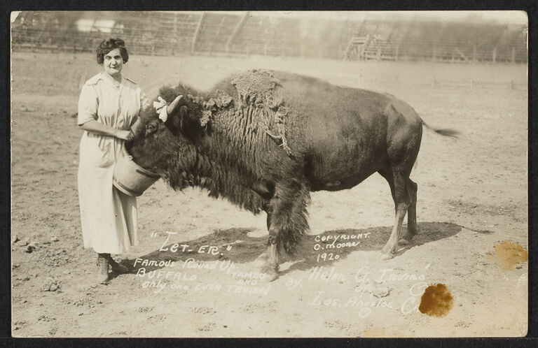 Helen G. Irvina feeding her trained buffalo in a ring