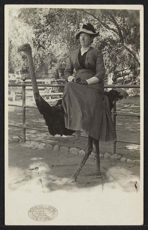 Portrait of a woman riding an ostrich