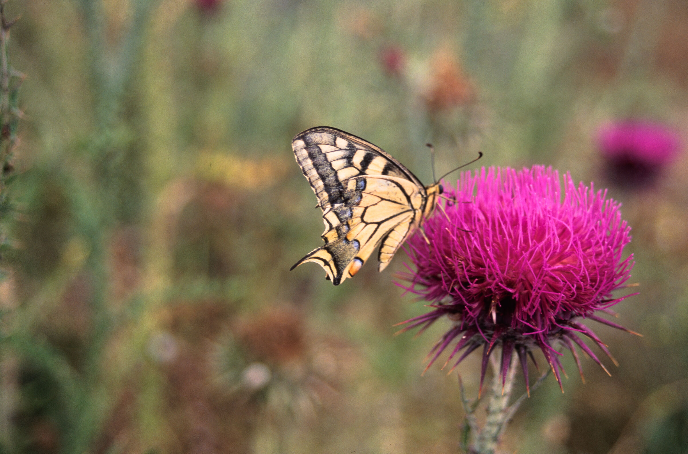 A butterfly landing on a thistle in Ugarit, Syria